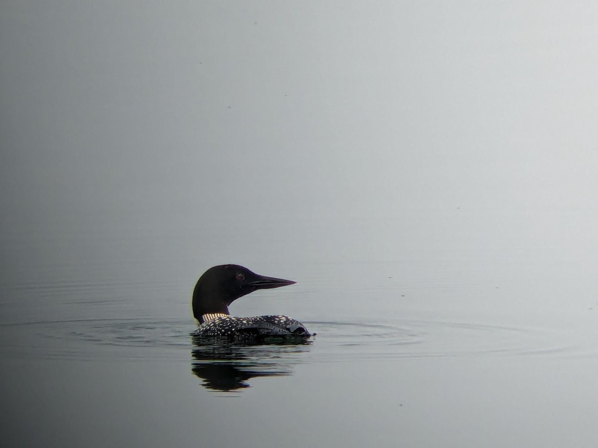 Common Loon - ML647090376
