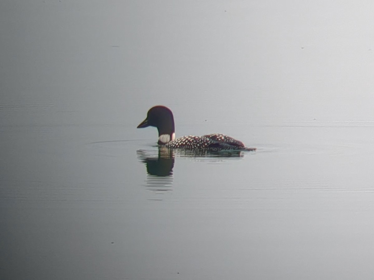 Common Loon - ML647090378