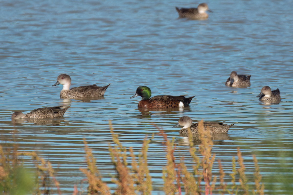 Chestnut Teal - ML647090384