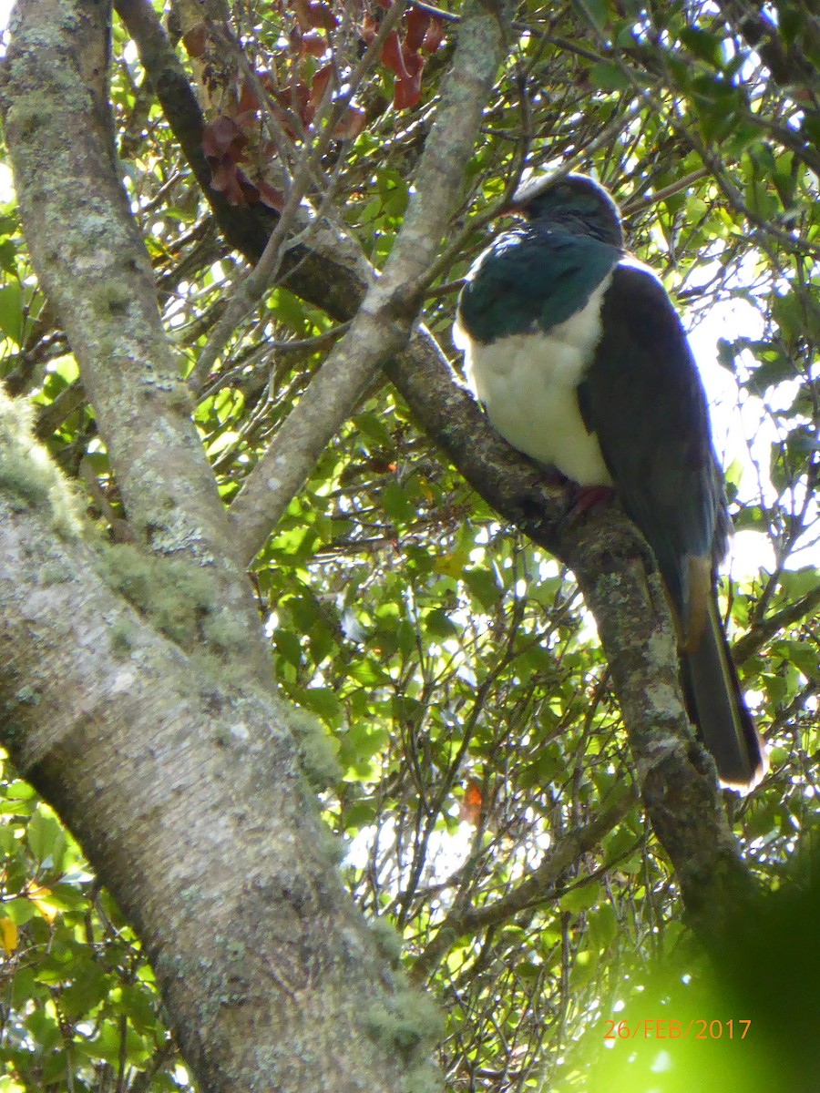 New Zealand Pigeon - ML647090386