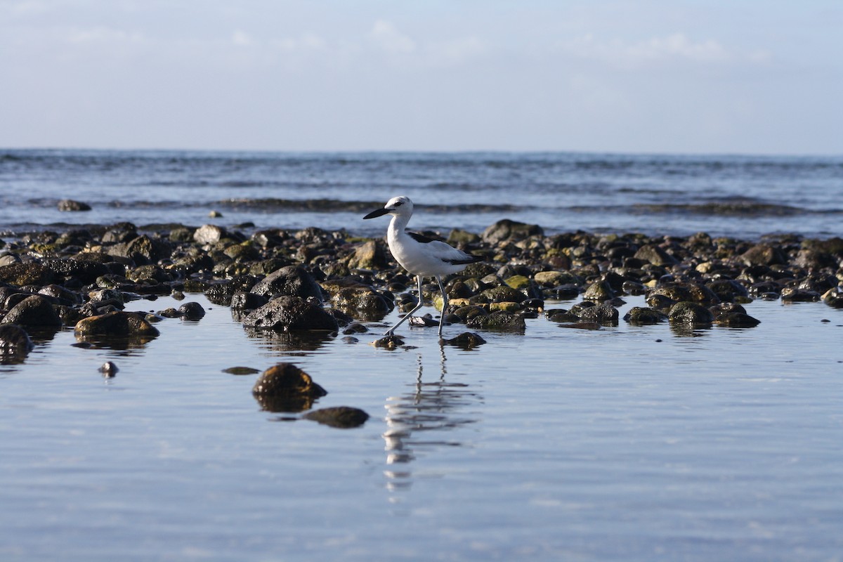 Crab-Plover - ML647090389