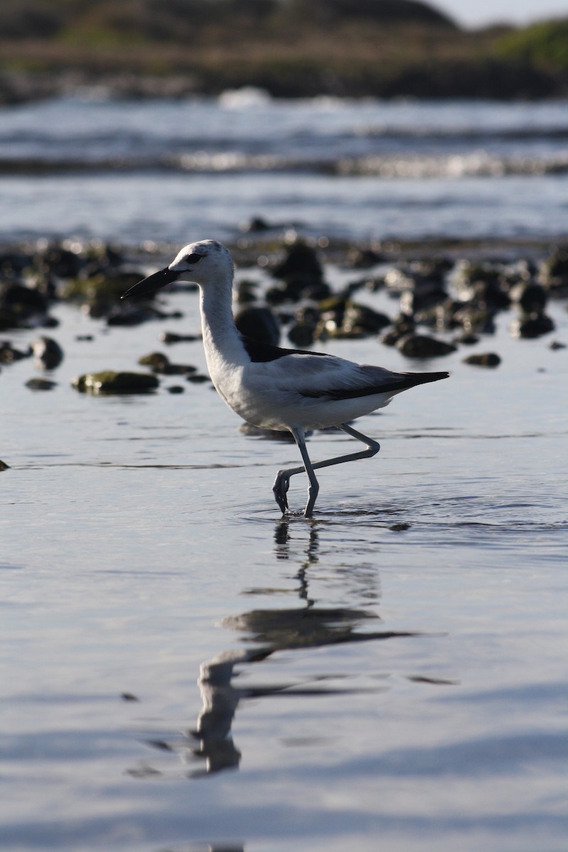 Crab-Plover - ML647090390