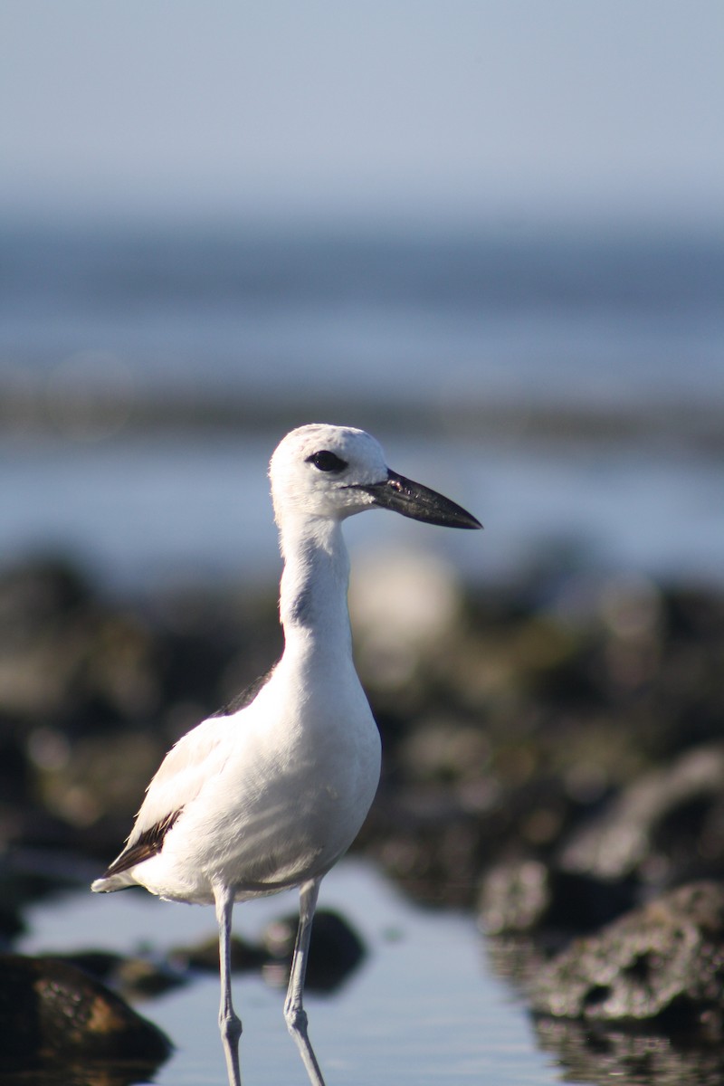 Crab-Plover - ML647090391