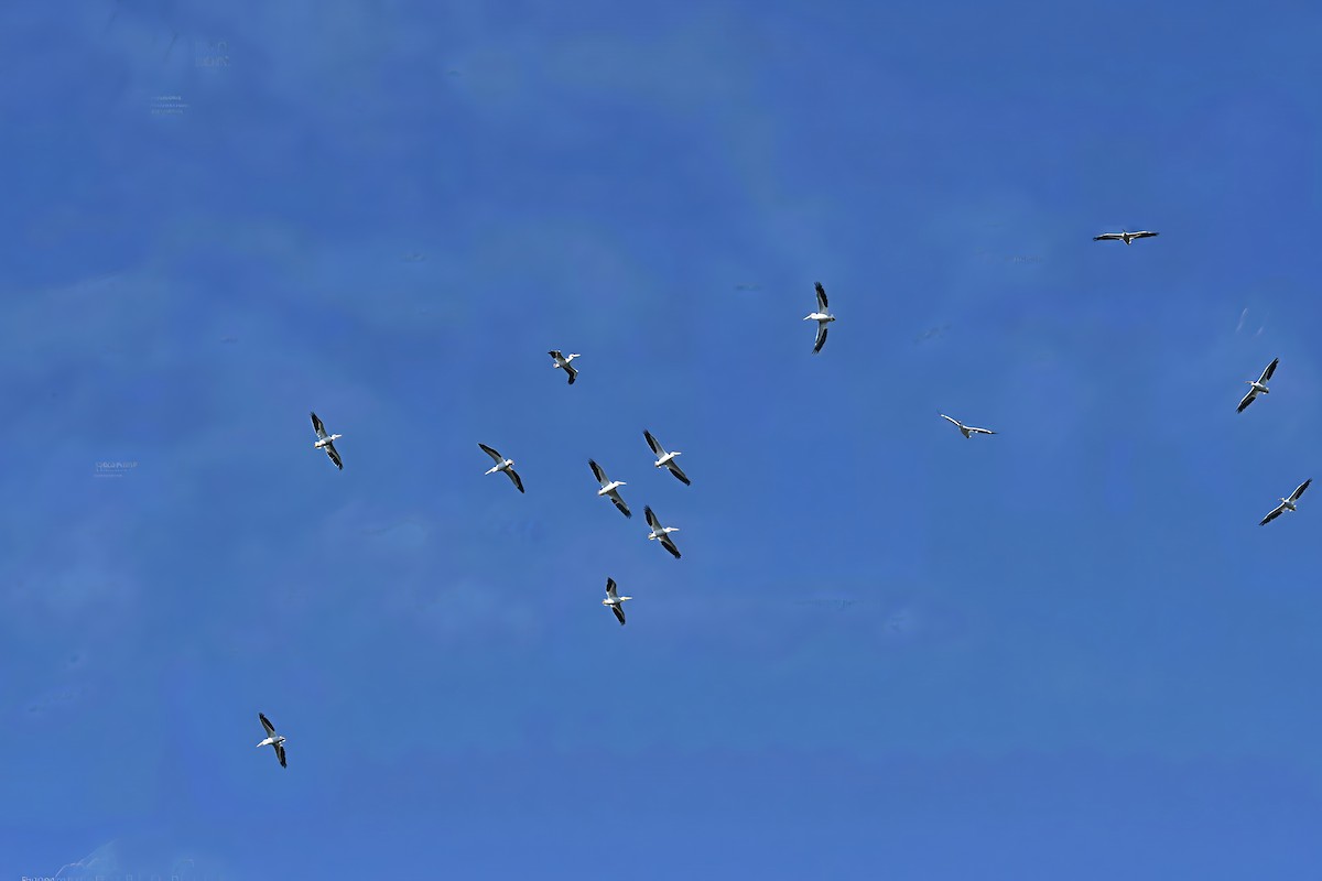 pelikán severoamerický - ML647090394