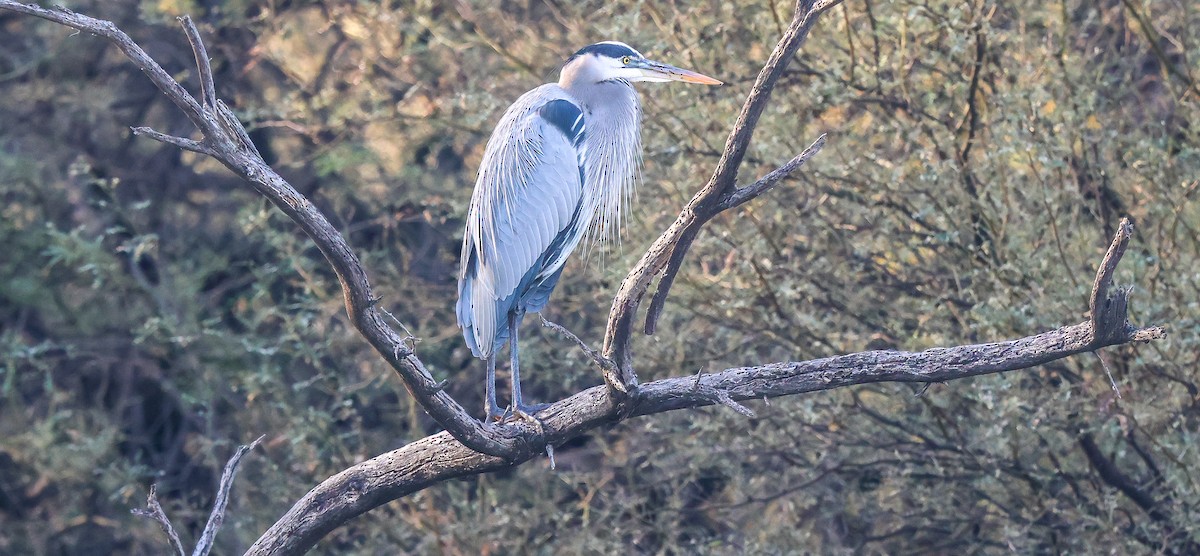 Great Blue Heron - ML647090403