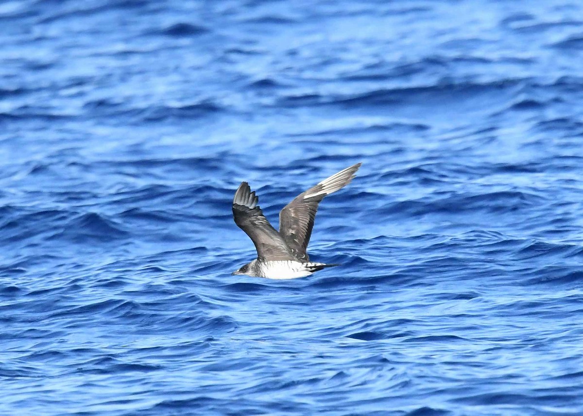 Parasitic Jaeger - ML647090404