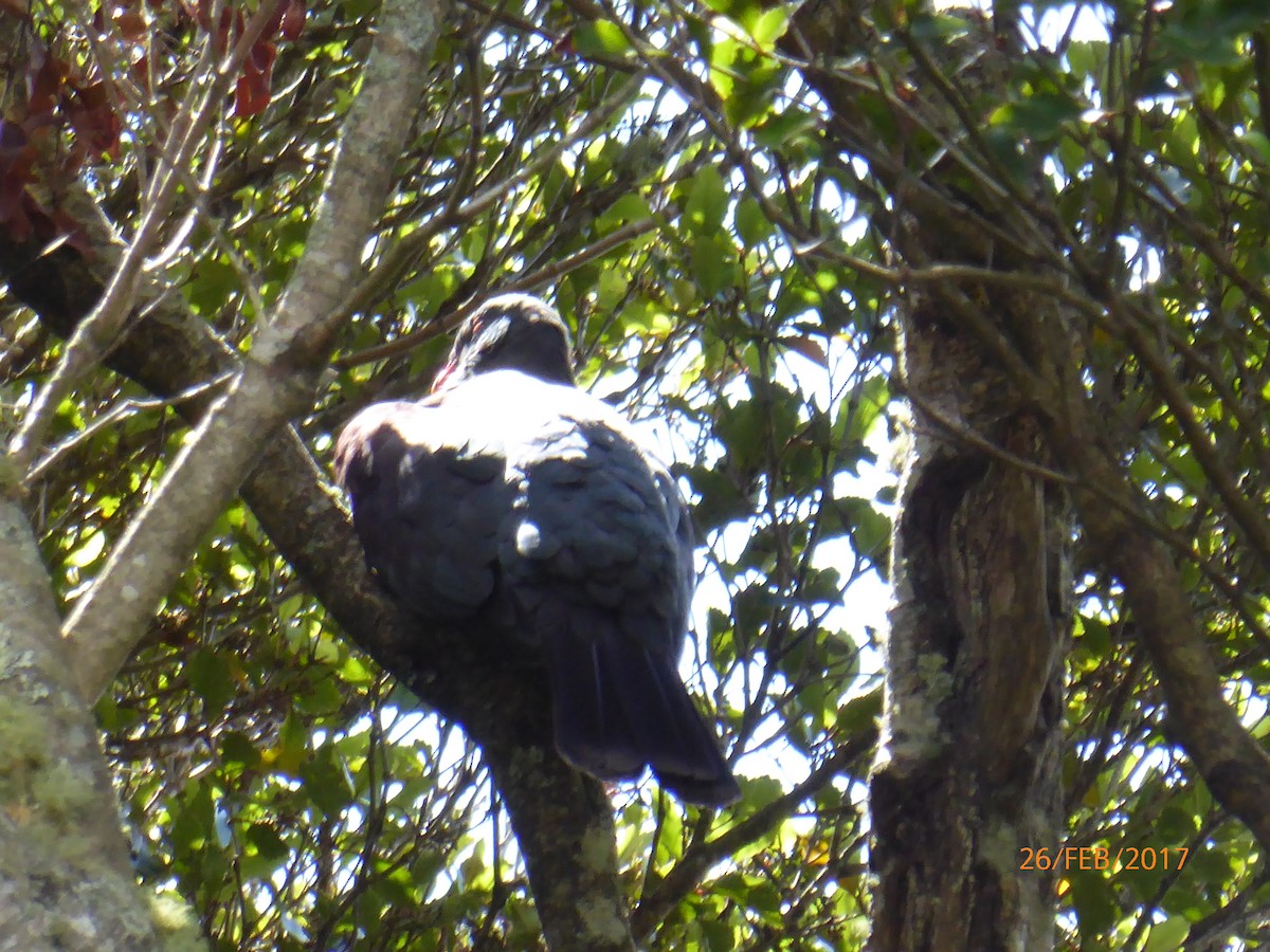 New Zealand Pigeon - ML647090406