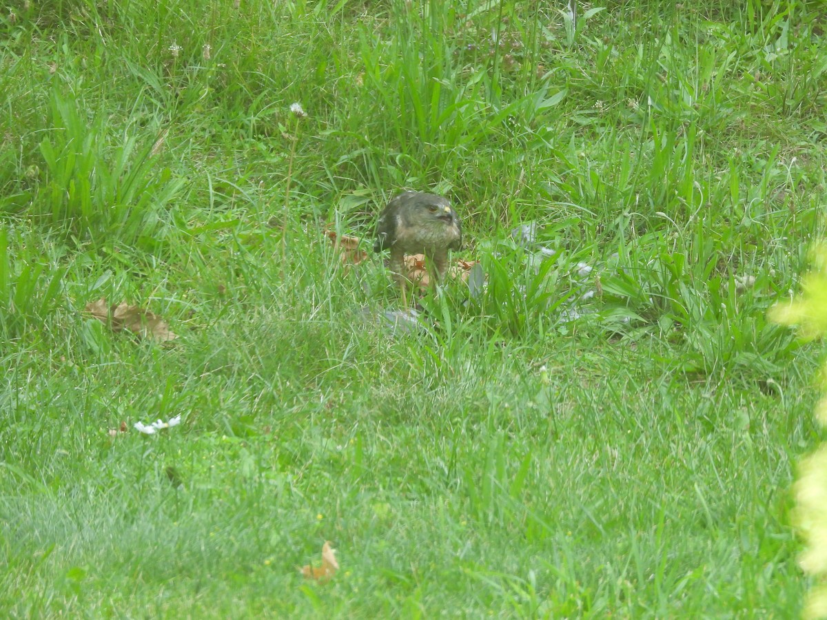 タカ科 - ML647090414