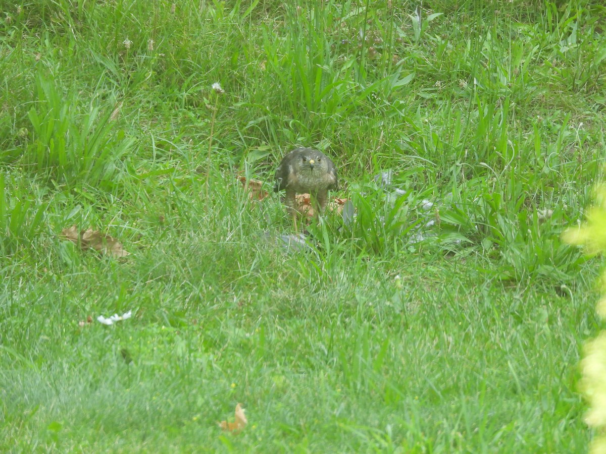 タカ科 - ML647090419