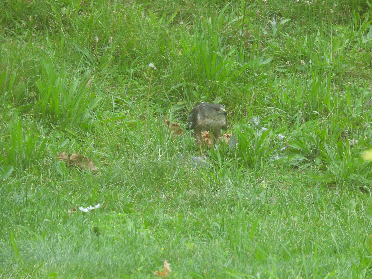 タカ科 - ML647090420