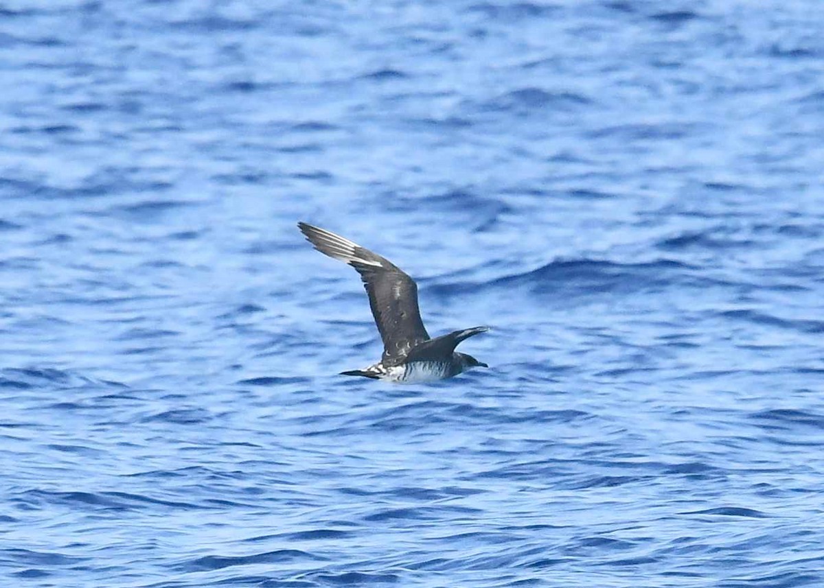 Parasitic Jaeger - ML647090423