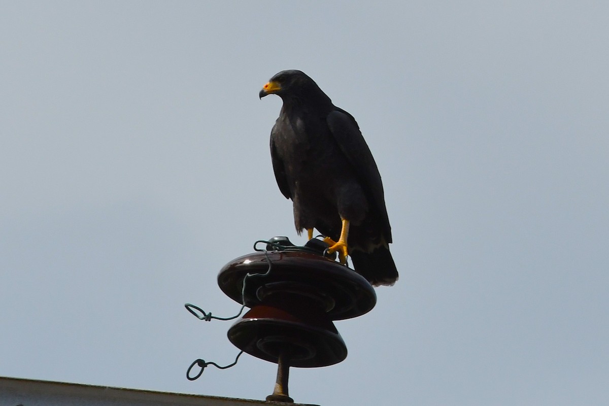 káně velká - ML647090424