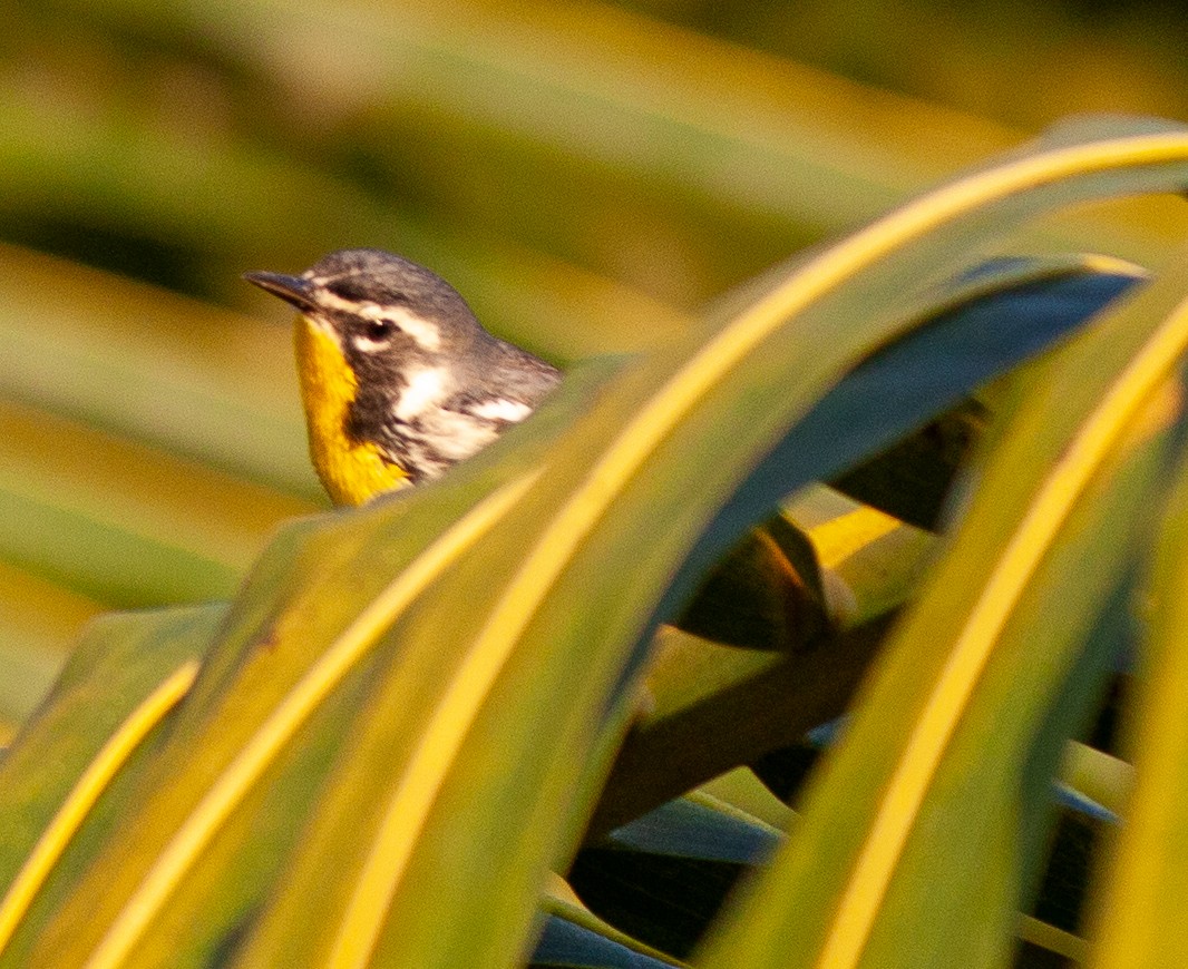 Yellow-throated Warbler - ML647090432