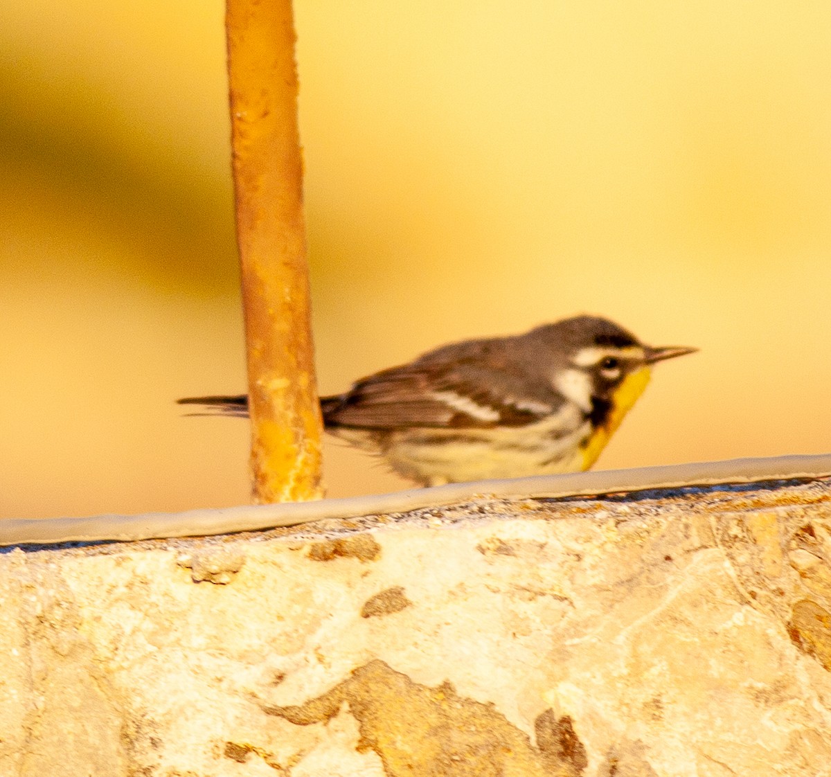 Yellow-throated Warbler - ML647090433