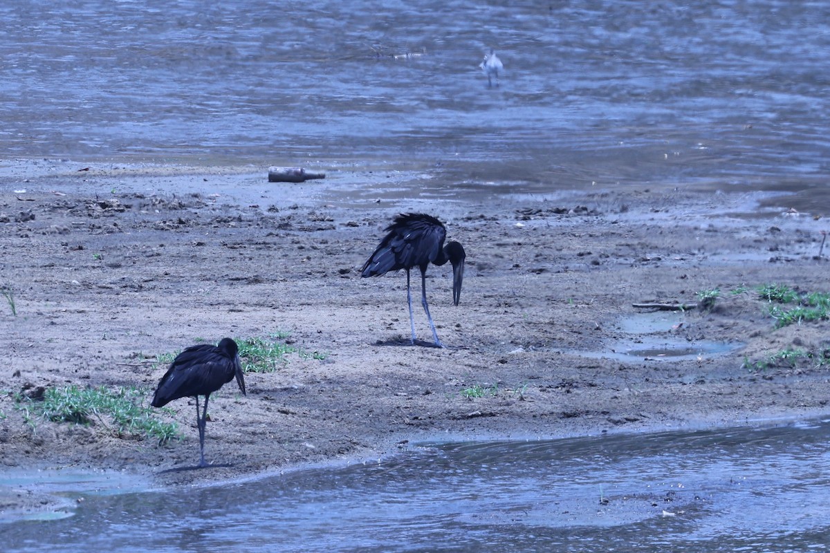 クロスキハシコウ - ML647090441