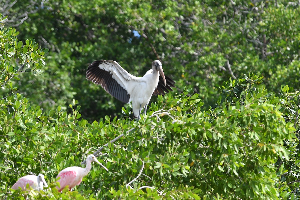 nesyt americký - ML647090446