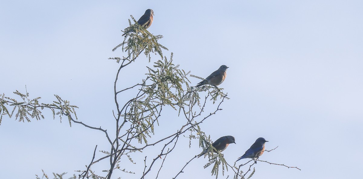 Западная сиалия - ML647090466