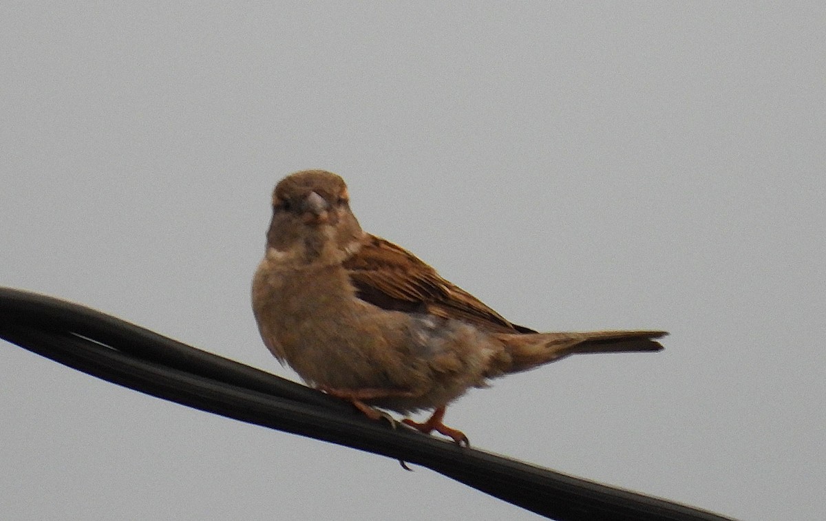 Gorrión Común - ML647090469