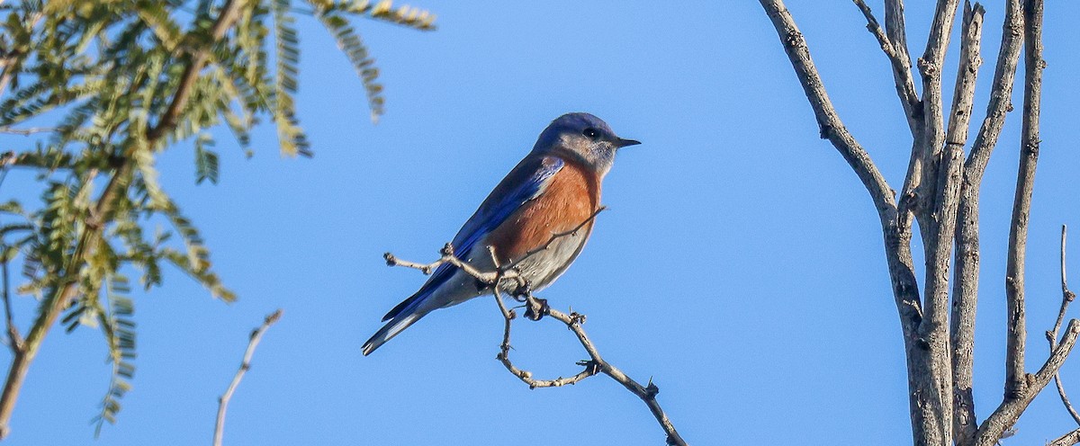 Западная сиалия - ML647090470