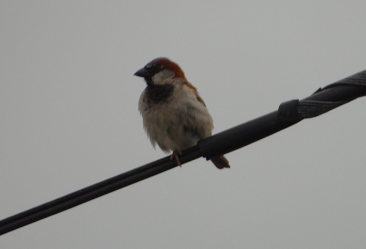 Gorrión Común - ML647090477