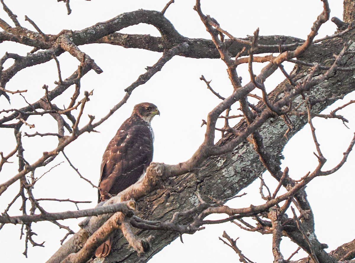 Black Goshawk - ML647090480