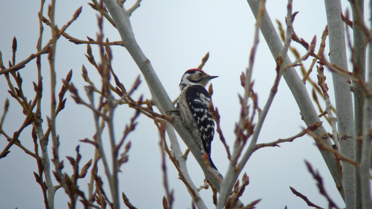Lesser Spotted Woodpecker - ML647090499