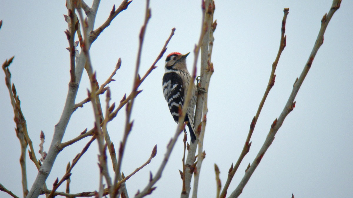 Lesser Spotted Woodpecker - ML647090500