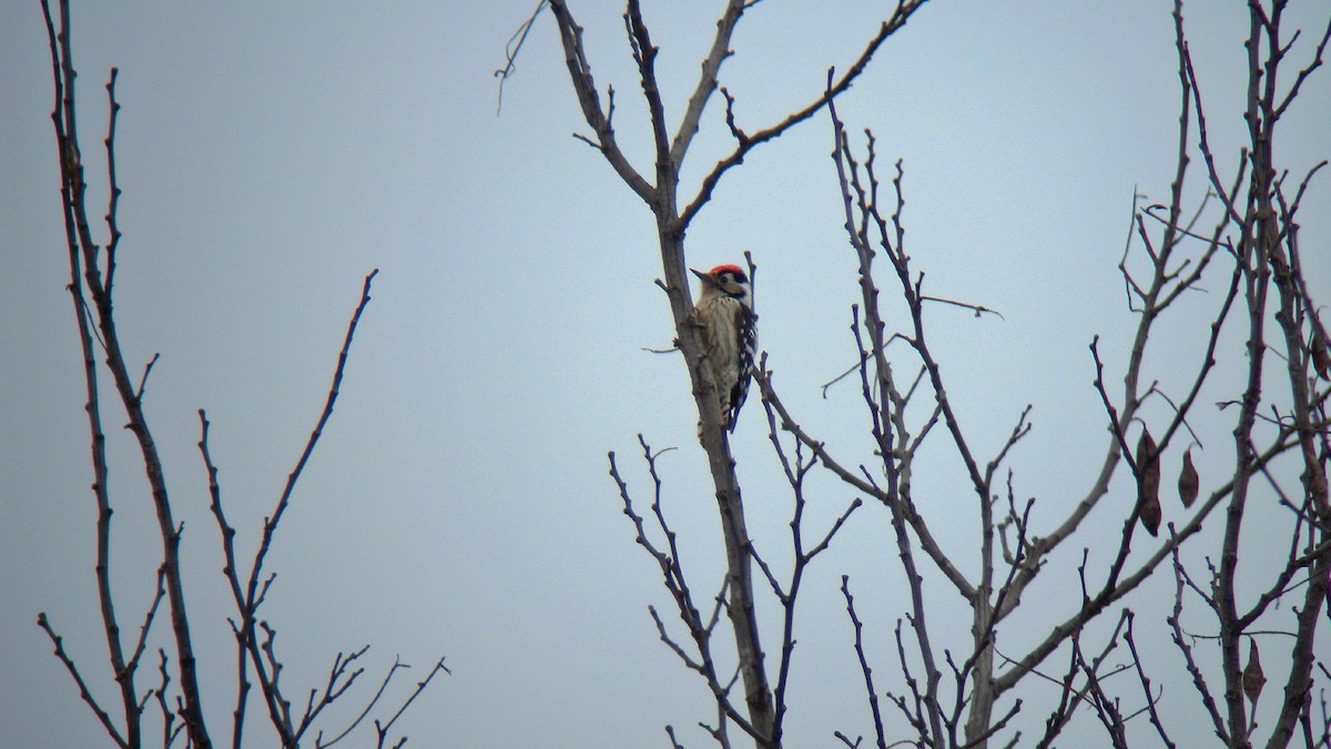 Lesser Spotted Woodpecker - ML647090501