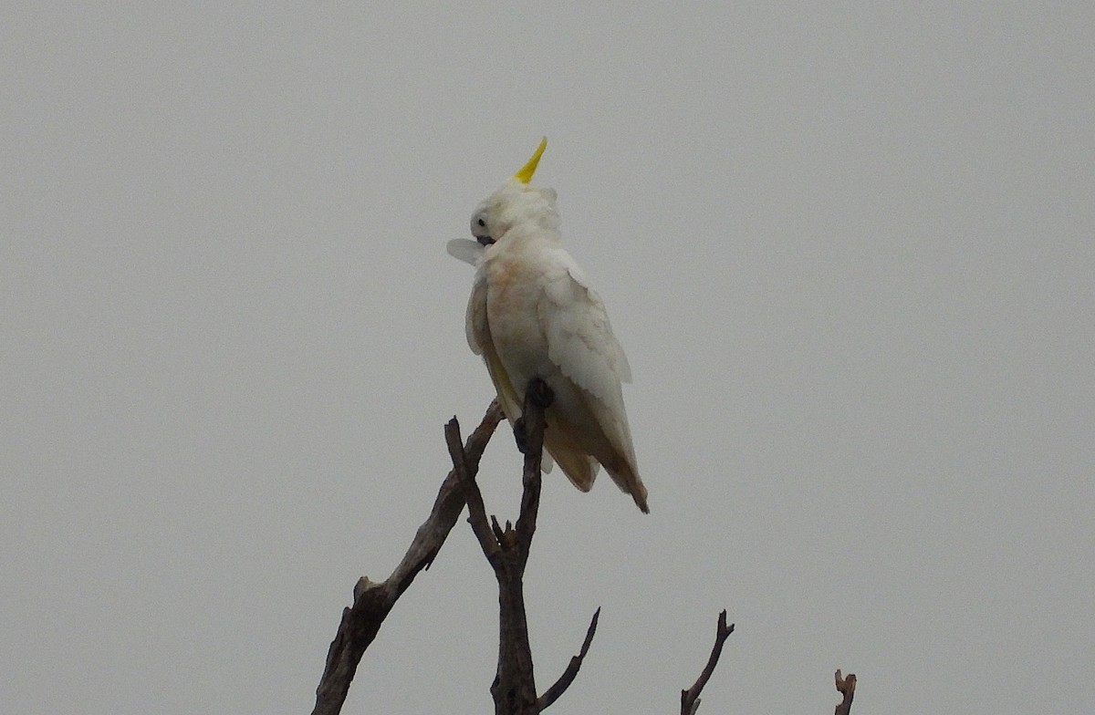 Какаду жовточубий - ML647090502