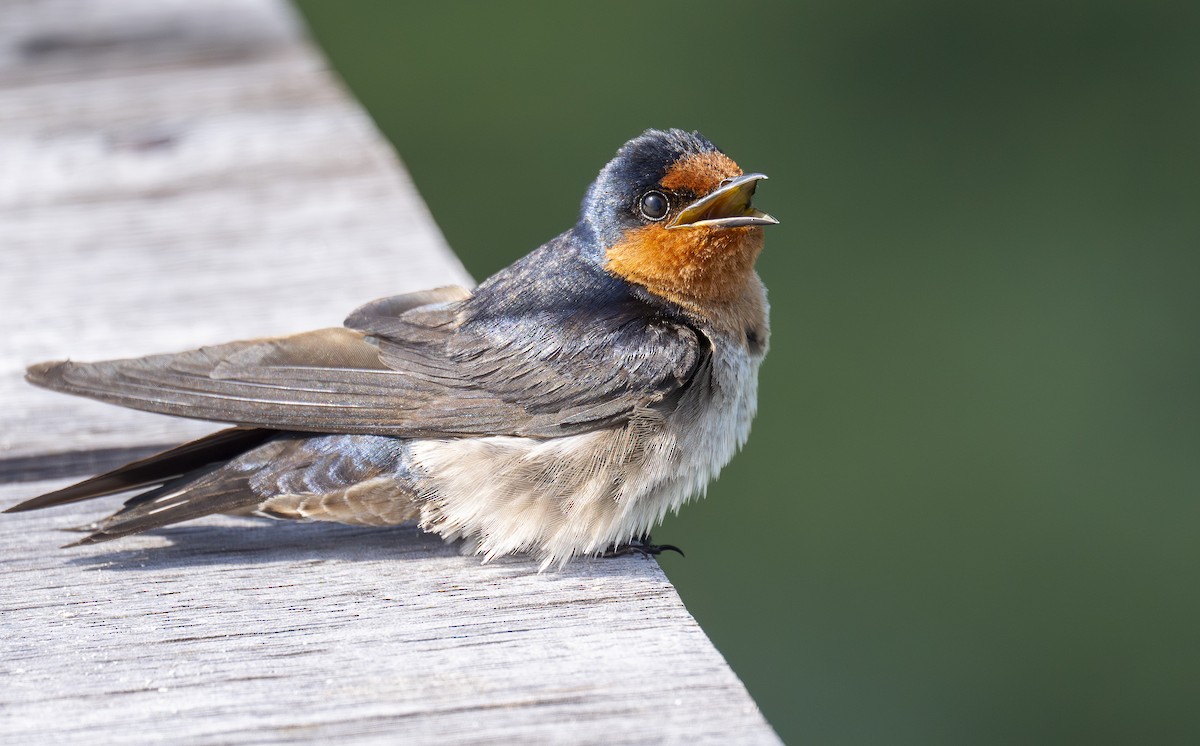 vlaštovka pacifická - ML647090512