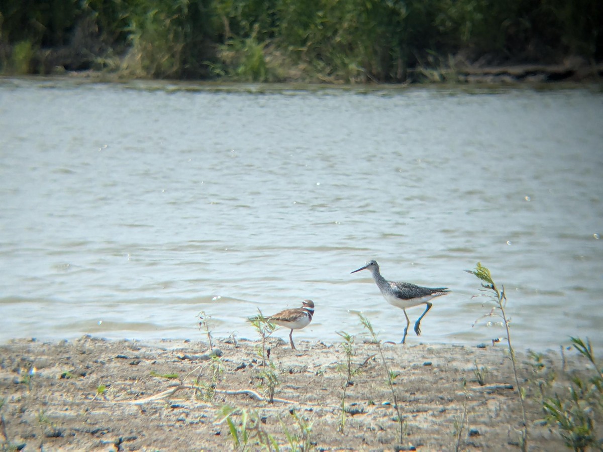 Greater Yellowlegs - ML647090536
