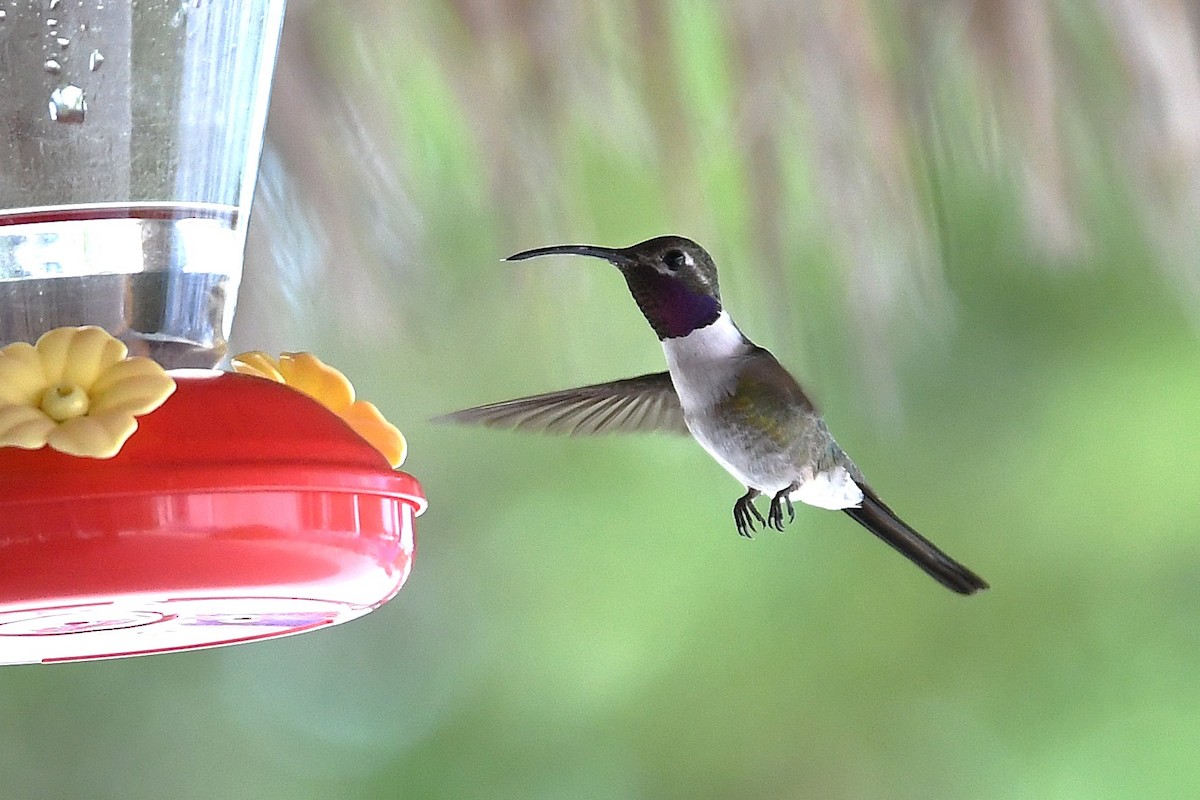 kalypta nůžkoocasá - ML647090545