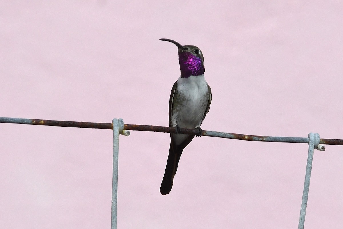 kalypta nůžkoocasá - ML647090546