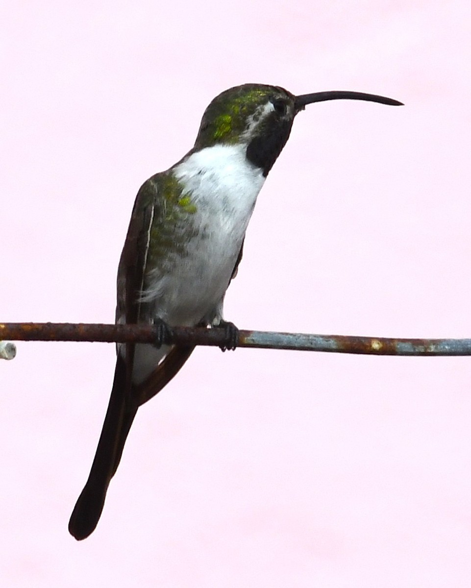 kalypta nůžkoocasá - ML647090547