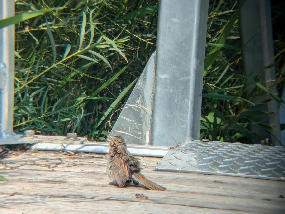 Song Sparrow - ML647090549