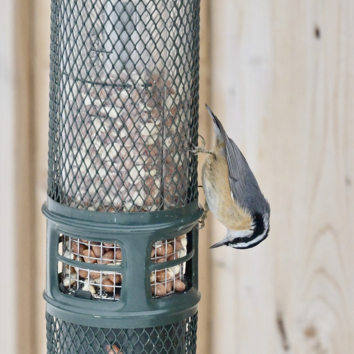 Red-breasted Nuthatch - ML647090550