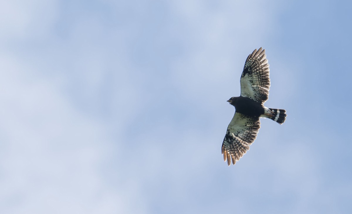 hvitgumpvåk - ML647090561