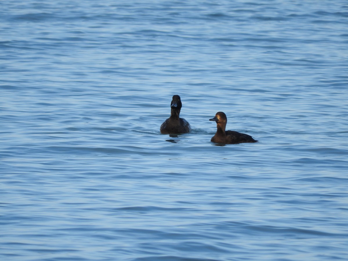 Greater Scaup - ML647090571