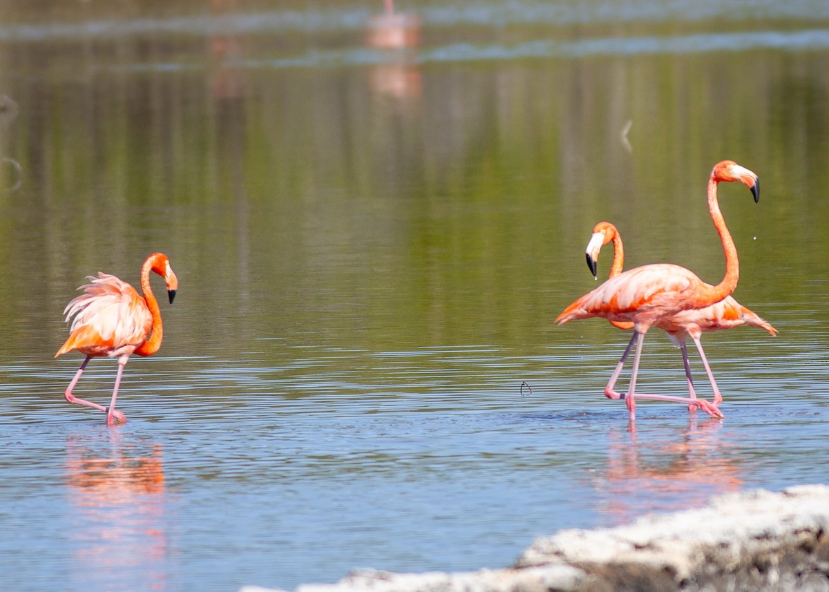 American Flamingo - ML647090577
