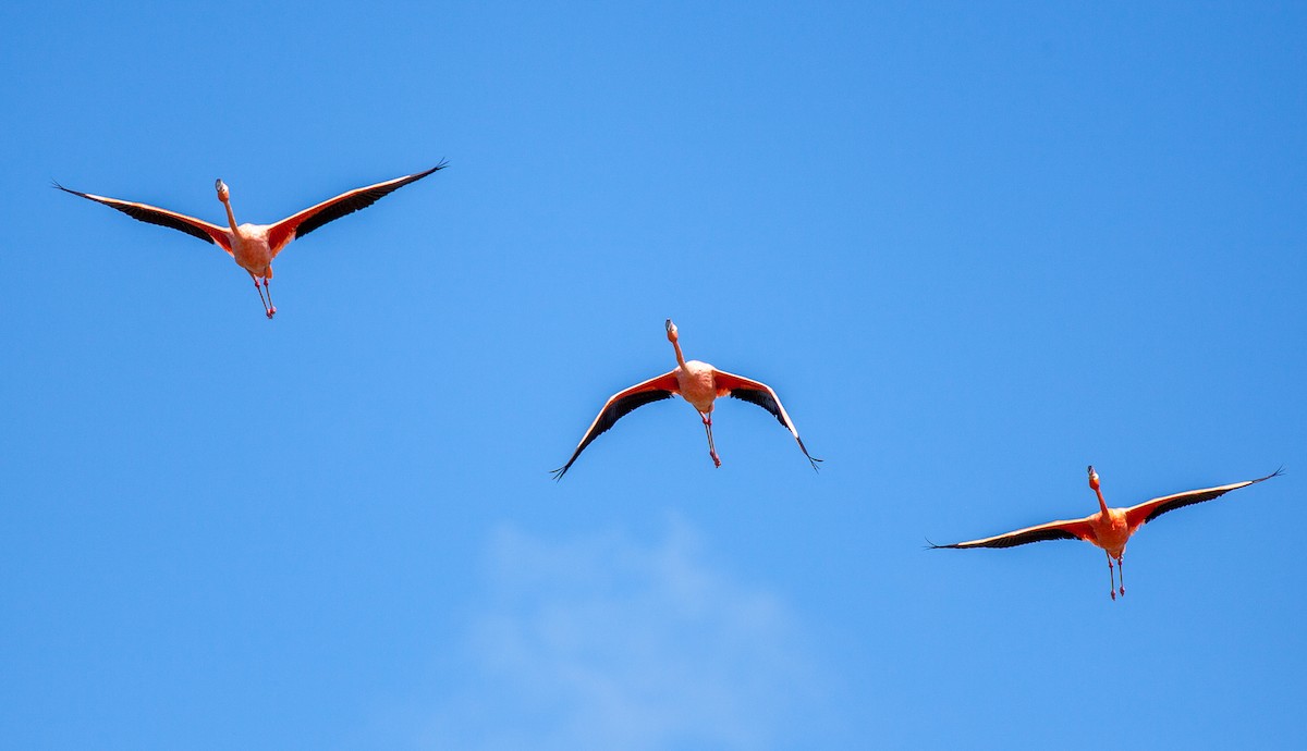 American Flamingo - ML647090578