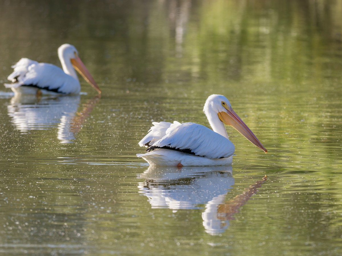 American White Pelican - ML647090579