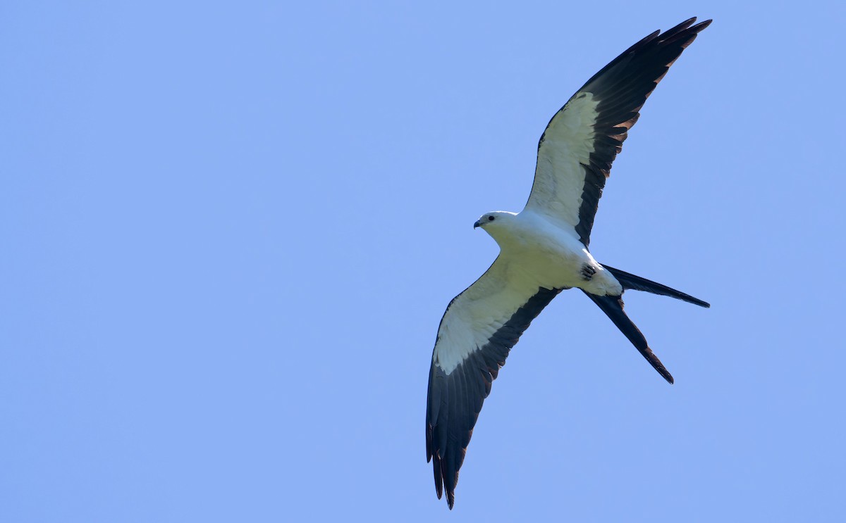 Swallow-tailed Kite - ML647090580