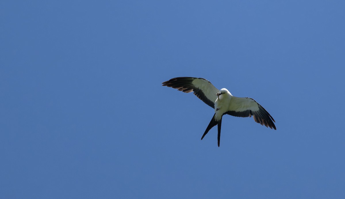 Swallow-tailed Kite - ML647090585