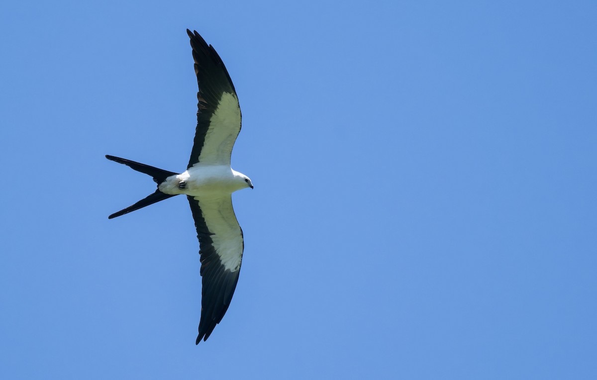 Swallow-tailed Kite - ML647090586