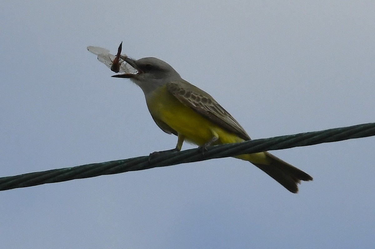 Tropical Kingbird - ML647090587