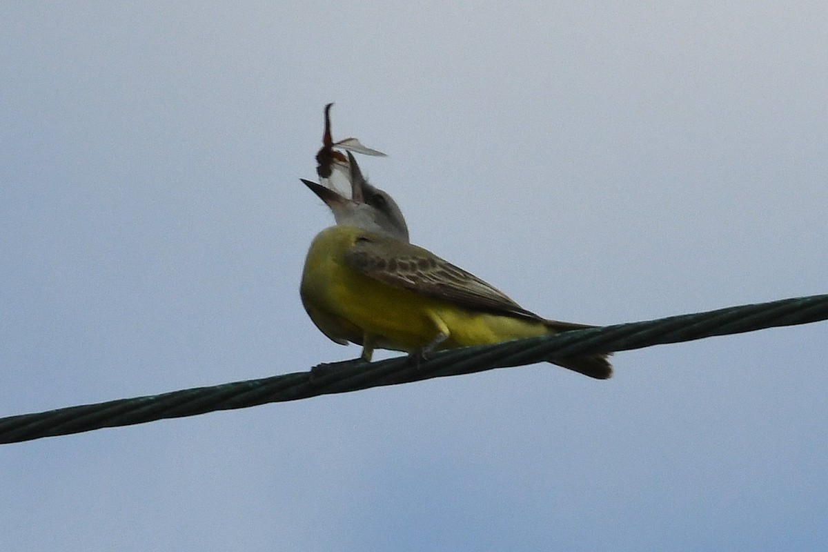 Tropical Kingbird - ML647090588
