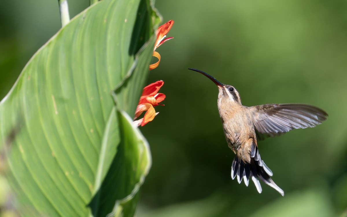 Planalto Hermit - ML647090594