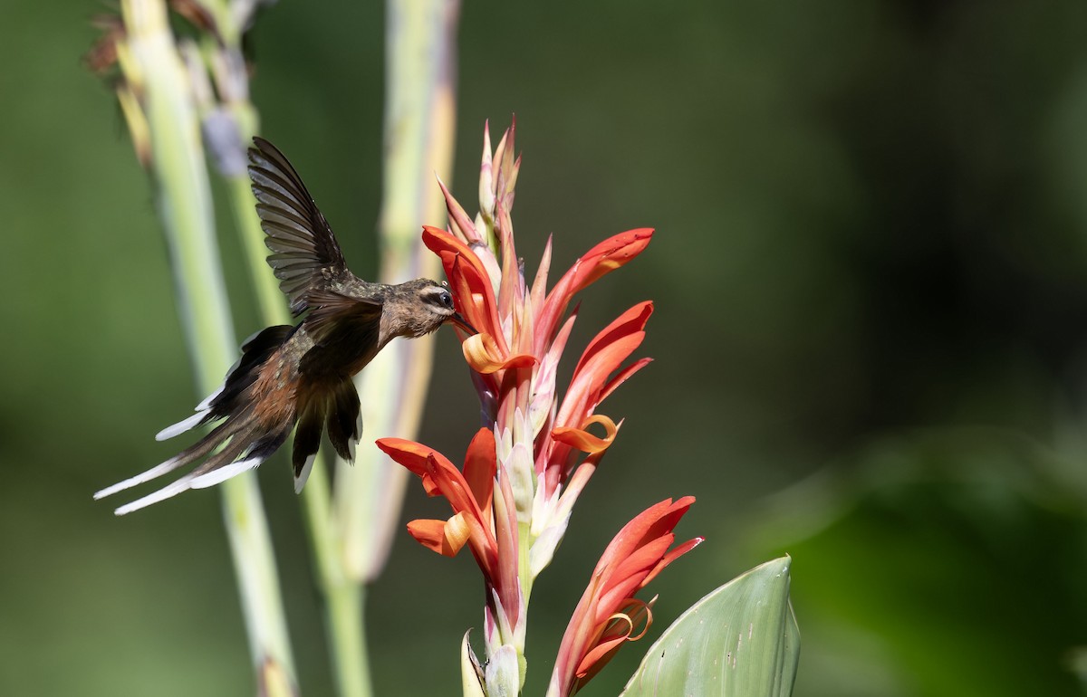 Planalto Hermit - ML647090595