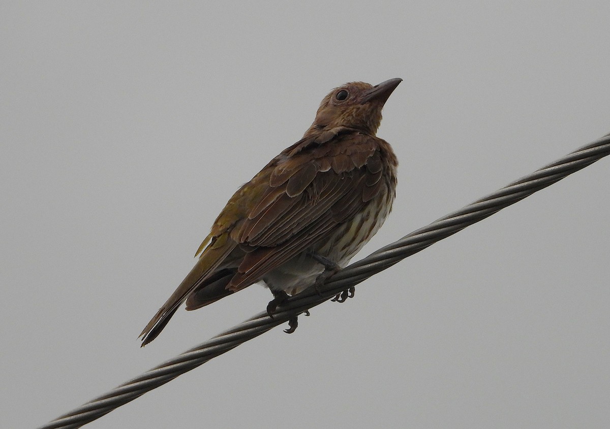Australasian Figbird - ML647090596
