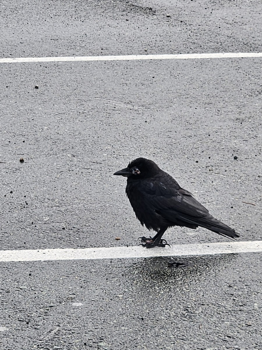 American Crow - ML647090605